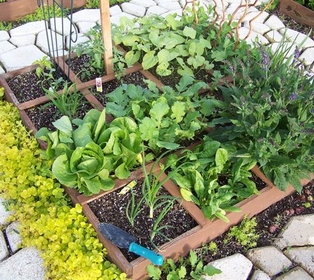A New Way to Look at Superfoods, the answer can be in your backyard!