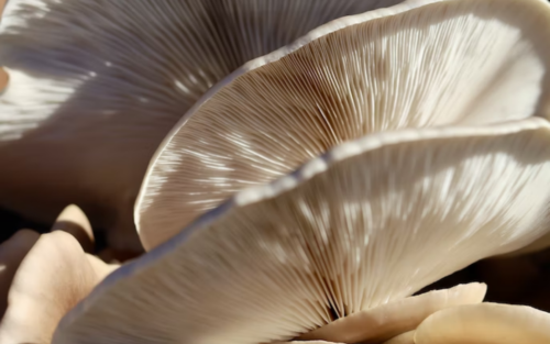 An up close image of mushrooms