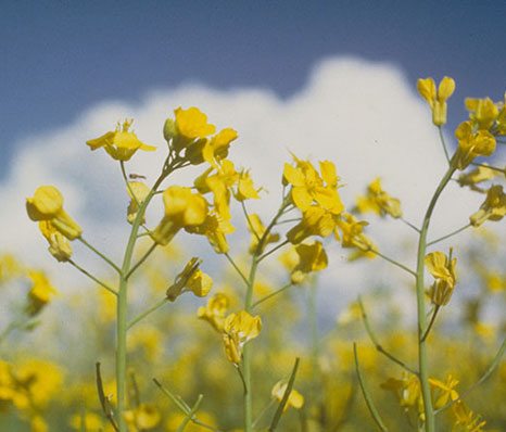 Do you know how Canola Oil is Made?