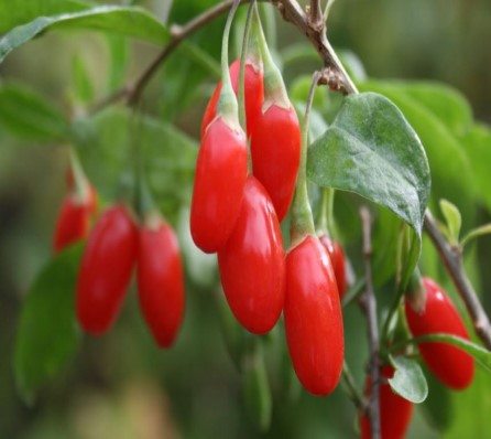 Goji Berries A Himalayan Miracle food finds it’s way into Australian gardens